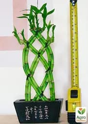 Саджанець Agro-Market Бамбук Сандера Dracaena sanderiana (висота 20-30 см) з Нідерландів 1 шт. в упаковці (134213) - мініатюра 4