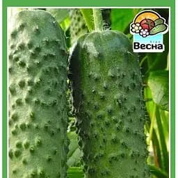 Насіння Весна Огірок Наша Маша F1 самозапильний 0.2 г (24106)