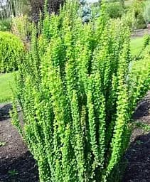 Саджанець Agro-Market Барбарис Тунберга 3-х річний Erecta С2 висота саджанця від 35 см (62765) 1 шт. в упаковці