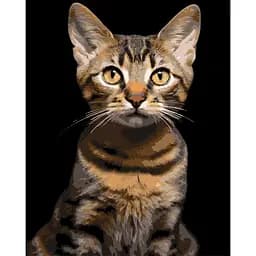 Картина по номерам Strateg Полосатый кот на черном фоне 40 x 50 см (AH1284)