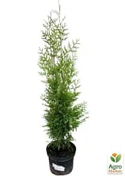 Саджанець Agro-Market Туя швидкозростаюча Brabant (висота 100-130 см) 1 шт. в упаковці (175186) - мініатюра 4
