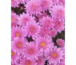 Саджанець Agro-Market Хризантема мультифлора куляста Branfountain Pink (176422) 1 шт. в упаковці