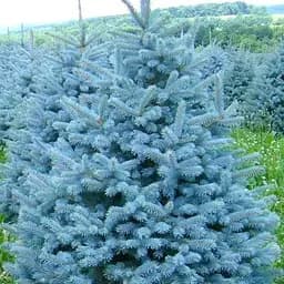 Ялина 3-річна Agro-Market Блакитна колюча Kaibab С1.5 висота 30-40 см 186454 1 саджанець в упаковці