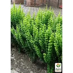 Саджанець Agro-Market Плющ звичайний 2-х річний Erecta С2 висота 40-50 см (182743) 1 шт. в упаковці - мініатюра 2