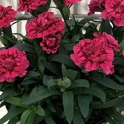 Гвоздика Махрова "Oscar Purple" (188611) 1 саженец