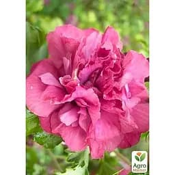 Саджанець Agro-Market Гібіскус деревовидний махровий Freedom (49884) 1 шт. в упаковці - мініатюра 2