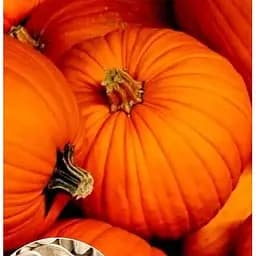 Насіння Весна на вагу Гарбуз Бочка меду ціна за 10 г (49358)