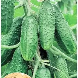 Насіння Весна на вагу Огірок Гірлянда ціна за самозапильний 1 г (35748)