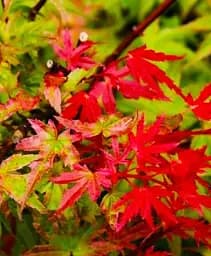 Саджанець Agro-Market Клен віяловий Фенікс (Acer palmatum Phoenix) контейнер P9, 1 шт. в упаковці (50724)