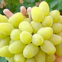 Саженец Agro-Market Виноград Олигарх (ранний срок созревания, морозостойкость до -25⁰С) 1 шт. в упаковке (25534)