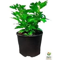 Саджанець Agro-Market Хризантема мультифлора куляста Jasoda White (101629) 1 шт. в упаковці - мініатюра 2