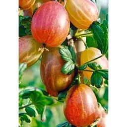 Саджанець Agro-Market Агрус Карат (ранньо-середній термін дозрівання) 1 шт. в упаковці (23603)