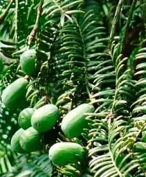 Саджанець Agro-Market Торрея Грандіс Torreya Grandis (дуже рідкісна колекційна рослина) 1 шт. в упаковці (153906)