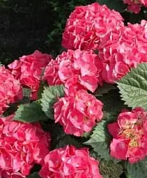 Гортензия Agro-Market Leuchtfeuer крупнолистная розово-красная 1 саженец в упаковке (45629)