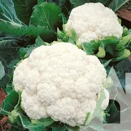 Капуста цветная Садиба Балбоа F1, 10 шт.