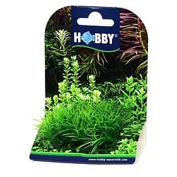 Штучна рослина Hobby Plant Pad 2 7x4,5x4,5 см (51552) - мініатюра 5