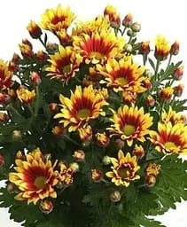 Саженец Agro-Market Хризантема Садовая Ciotat (высота 30-50 см) (175008) 1 шт.