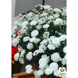 Саджанець Agro-Market Аргирантемум Aramis Double White (контейнер № 10 высота 15 см) (177101) 1 шт. в упаковці - мініатюра 2