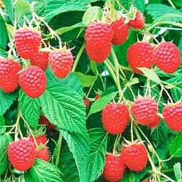 Саджанець Agro-Market Малинове дерево Євразія 1 шт. в пакуванні (178534)