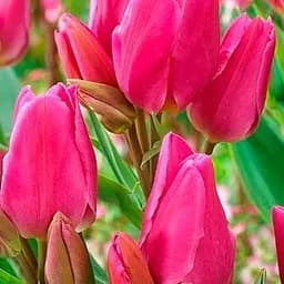 Саженец Agro-Market Тюльпан Happy Family 3 шт.