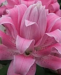 Луковица Agro-Market Лилия Махровая Lotus Dream 1 шт. в упаковке (176128)