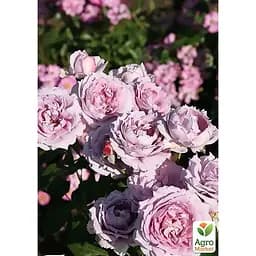 Роза флорибунда Agro-Market Новалис' в контейнере, высший сорт (185415) 1 саженец в упаковке