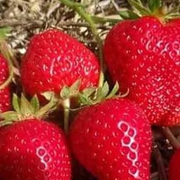 Саженец Agro-Market Клубника Ирма (Irma) (ремонтантный, засухоустойчивый сорт) 5 шт. в упаковке (123589)