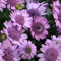 Остеоспермум махровый "3D Pink Bicolor" (контейнер №10 высота 10-20 см) (189843) 1 саженец