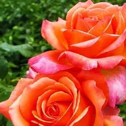 Роза чайно-гибридная Agro-Market Христофор Колумб саженец класса АА+ высший сорт 1 шт. в упаковке (120460)