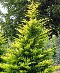 Саджанець Agro-Market Купресосоціпаріс Лейланда Castlewellan Gold С2 висота 60-70 см 1 шт. в упаковці (182841)