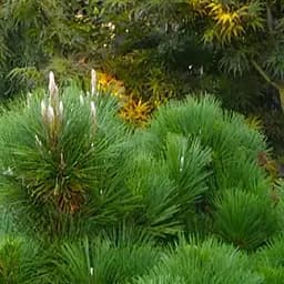 Саджанець Agro-Market Сосна Чорна Японська (ідеальна для бонсай) Pinus Thunbergii (горщик P9) (49235)