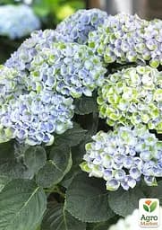 Саджанець Agro-Market LMTD Гортензія крупнолиста квітуча 2-х річна Magical Revolution Blue (25-35см) (62271) - мініатюра 4