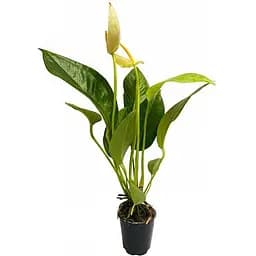 Саджанець Agro-Market Антуріум (Anthurium) Oshiro White (50613) 1 шт. в упаковці (кімнатний)