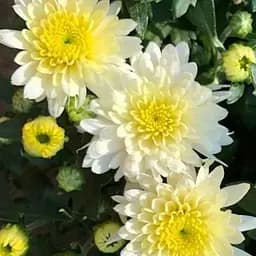 Хризантема мультифлора куляста "Loika" (103390) 1 саженец