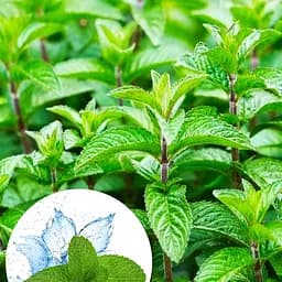 Мята Ментолова "Menta Piperita" (189640) (Корневище) 1 саженец в упаковке