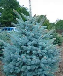 Саджанець Agro-Market Ялина Санта Фе Glauca Santa Fe вазон С1.5 висота 20-30 см 1 шт. в упаковці (112449)