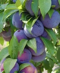 Саджанець Agro-Market Слива диплоїдна Фріар (літній сорт, середній термін дозрівання) 1 шт. в упаковці (102122)