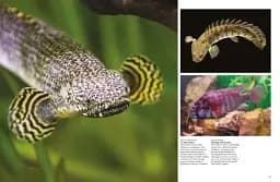 Tropical Fish: From Stingrays to Clown Fish - мініатюра 11