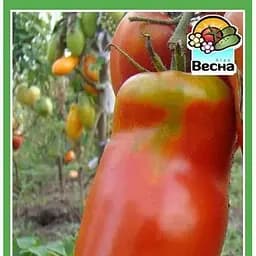 Насіння Весна Томат Сливка гігант 0.1 г (15609)