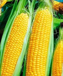 Кукуруза Весна "Соблазн" на вес, цена за 40 г (178558)
