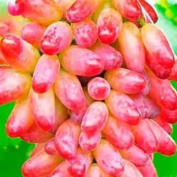 Саджанець Agro-Market Виноград Безига (середній термін дозрівання) 1 шт. в пакуванні (35275)