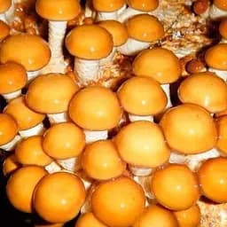 Міцелій на дубових брусочках "Опеньок намеко" 10шт (45263)