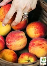 Саджанець Agro-Market Персик колоновидний жовтий з темно-червоним рум'янцем Успішний Джош (Successful Josh) (преміальний високоврожайний середньостиглий сорт) 1 шт. в упаковці (45789) - мініатюра 5