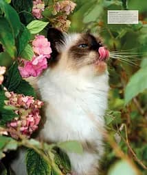 The Cat Encyclopedia - мініатюра 18