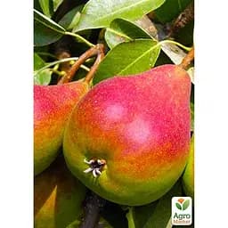 Саджанець Agro-Market Груша Генерал Тотлебен укорінена в контейнері (саджанець 2 роки) (99949) - мініатюра 2