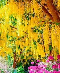 Бобовник Agro-Market Golden Rain C2 анагіролистний висота 80-100 см 1 саджанець в упаковці (177485) - мініатюра 3
