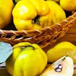 Саджанець Agro-Market Айва Десертна (осінній сорт, ранній термін дозрівання) (25614) 1 шт. в упаковці