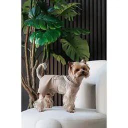 Шорти Pet Fashion Leo для собак XS - мініатюра 3