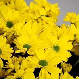 Хризантема кущова середньоквіткова "Jackson Sunny" (189669) 1 саженец