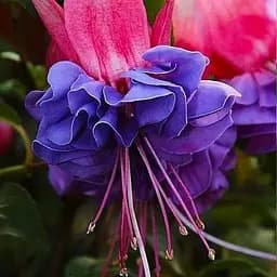 Фуксия махровая "Winston Churchill" (189824) 1 саженец